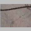 Neuronas Golgi 28.jpg